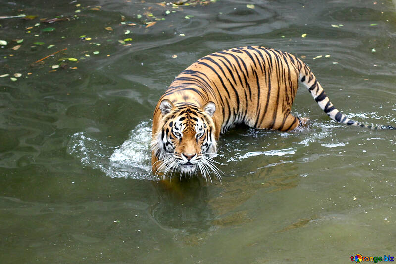 Water tiger №45724