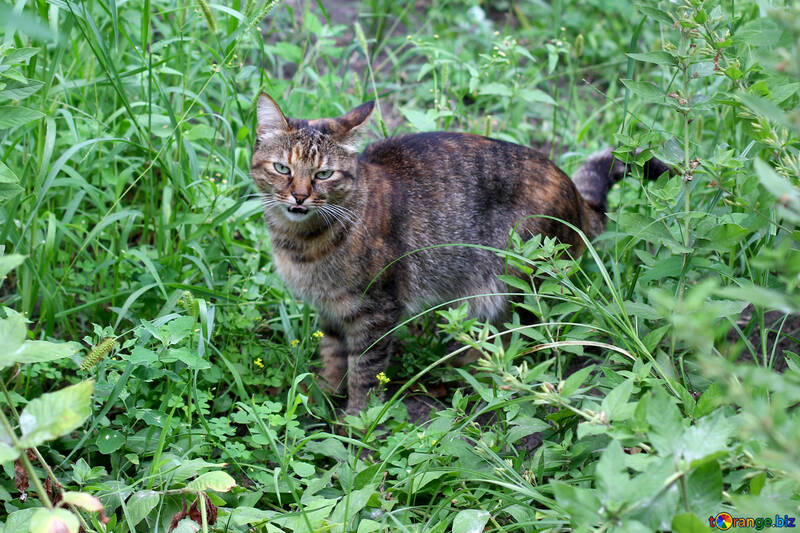 Сіра кішка в траві №45937