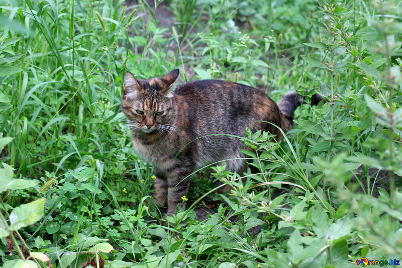 Сіра кішка в траві №45939