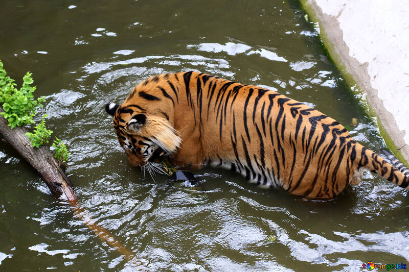 Tiger bain №45714