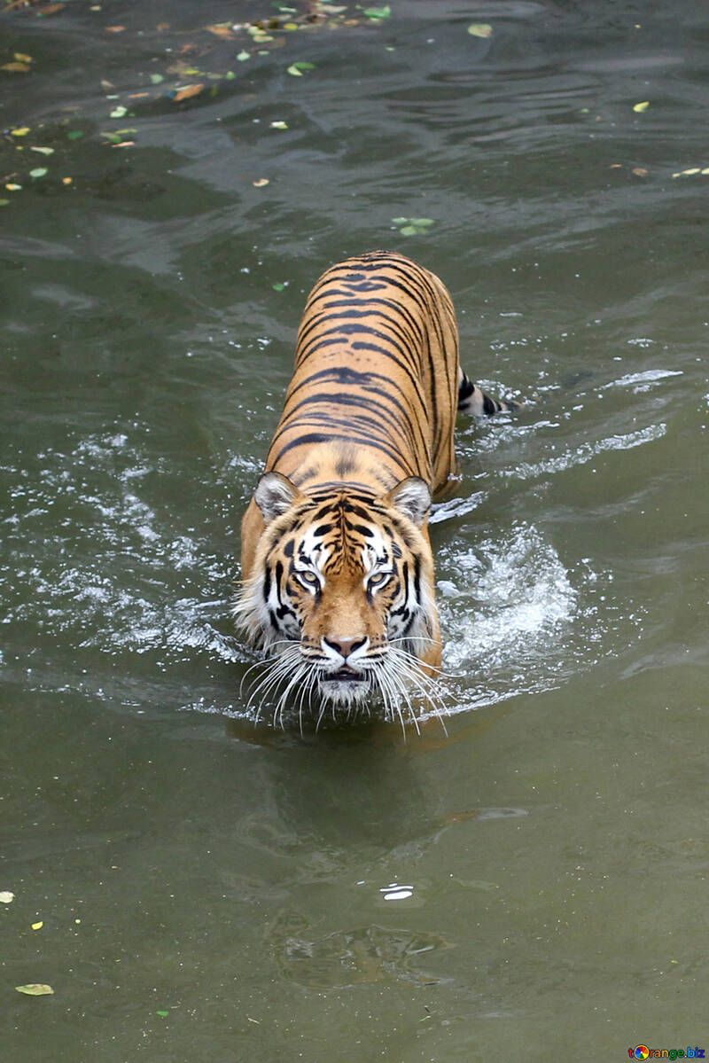 Тигр пливе №45726
