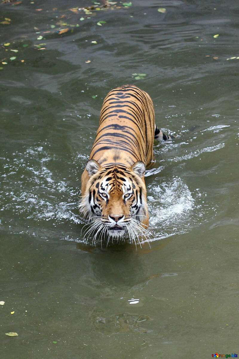 Tiger piscine №45726