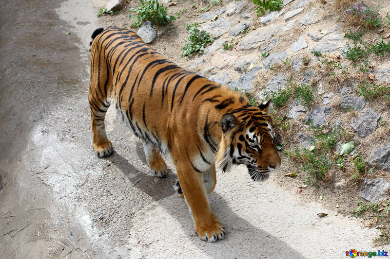 Tiger walks №45627