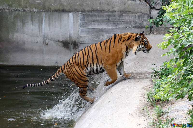 Тигр в зоопарку №45735