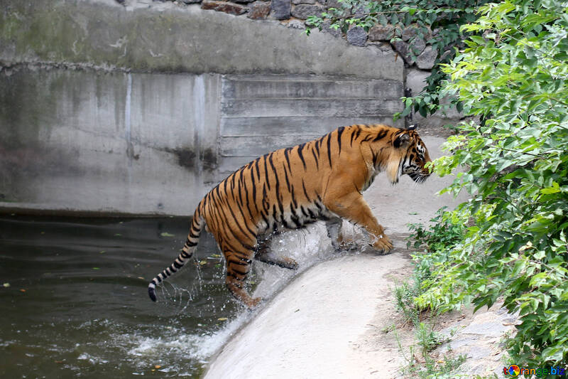 Тигр в зоопарку №45736
