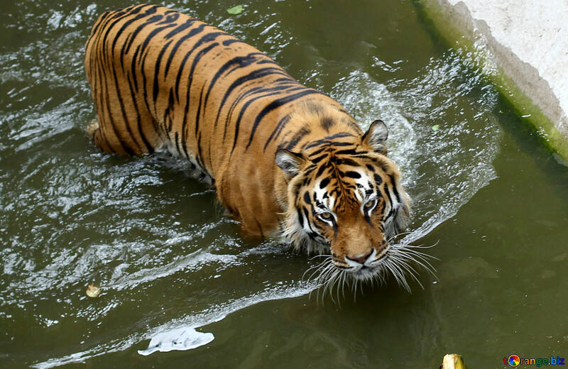 Tiger bathing №45706