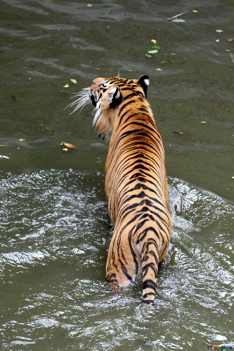 Tiger in pool №45655