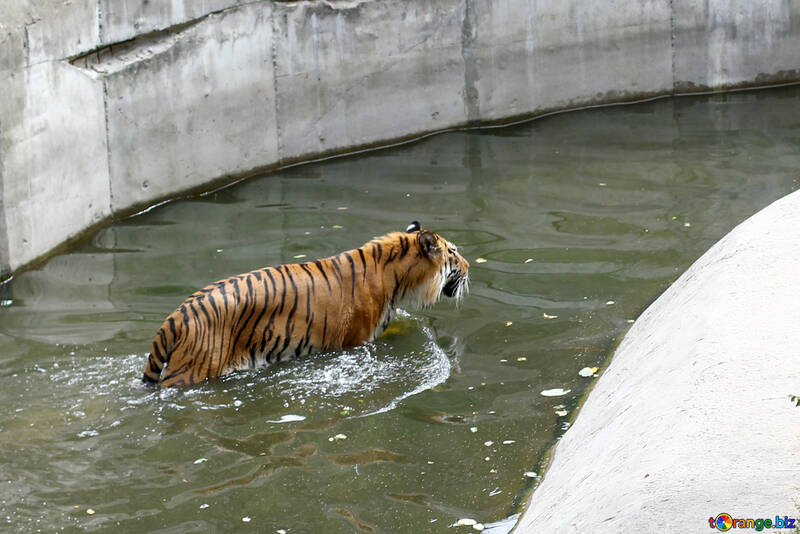 Tigre en la piscina №45718