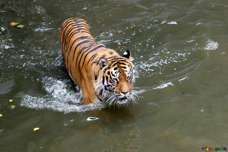 Tiger swimming №45709