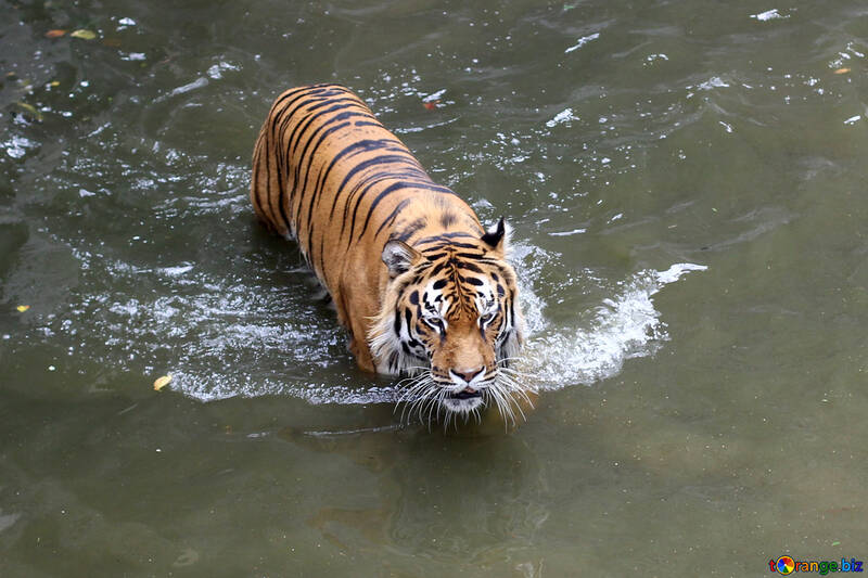 Tiger swimming №45711
