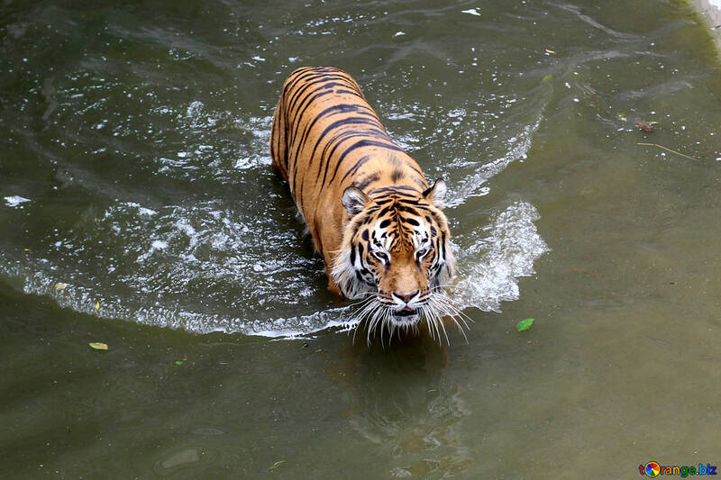 Tigre de la natación №45729