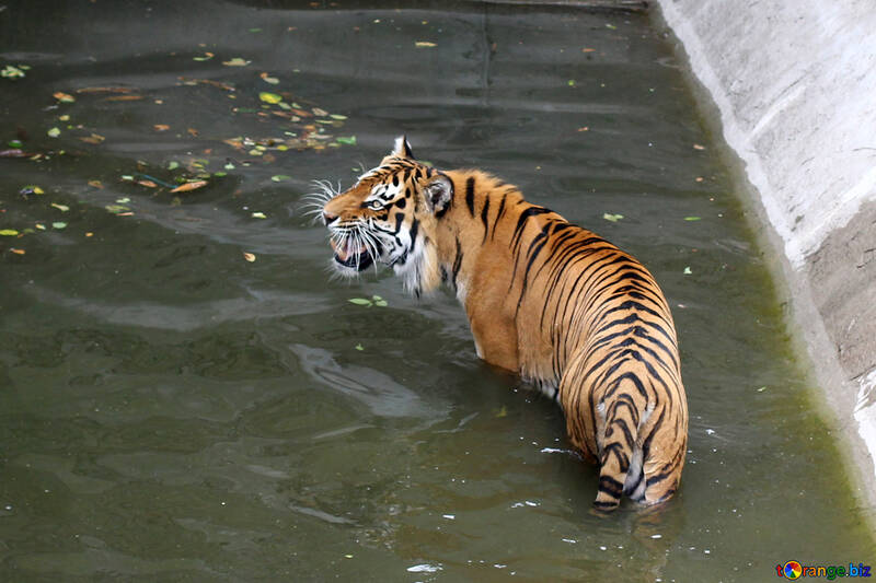 Tiger at the zoo №45721