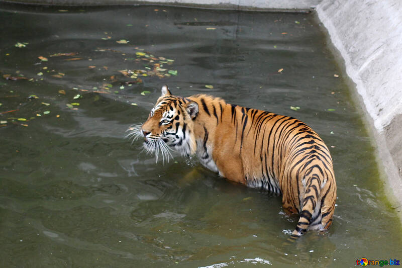 Tiger at the zoo №45722