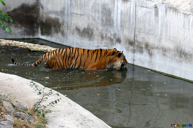 Tiger at the zoo №45737