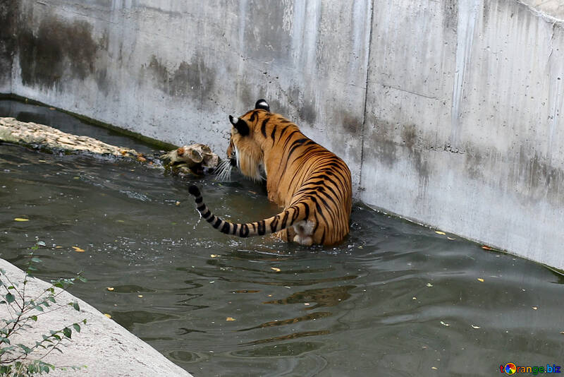 Тигр в зоопарку №45738
