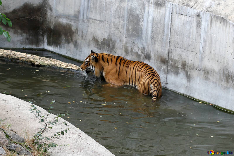 Тигр в зоопарку №45739