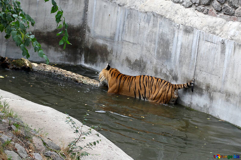Тигр в зоопарку №45742
