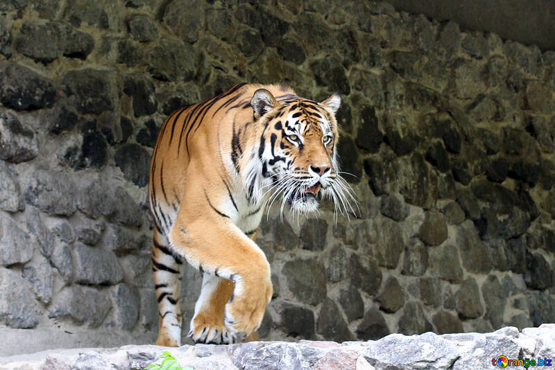 Beautiful tiger №45622