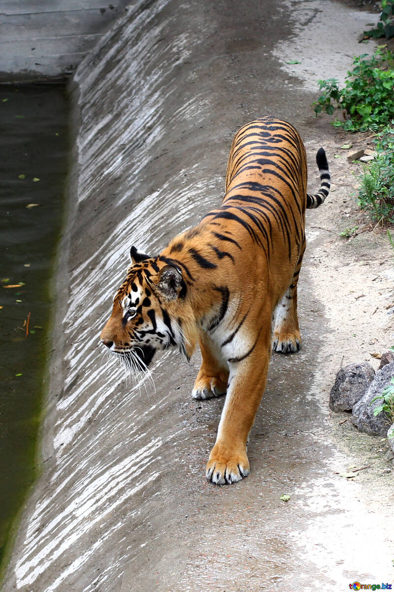 Tiger ist №45635