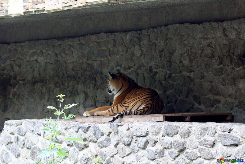 Tiger lying in the shade №45731