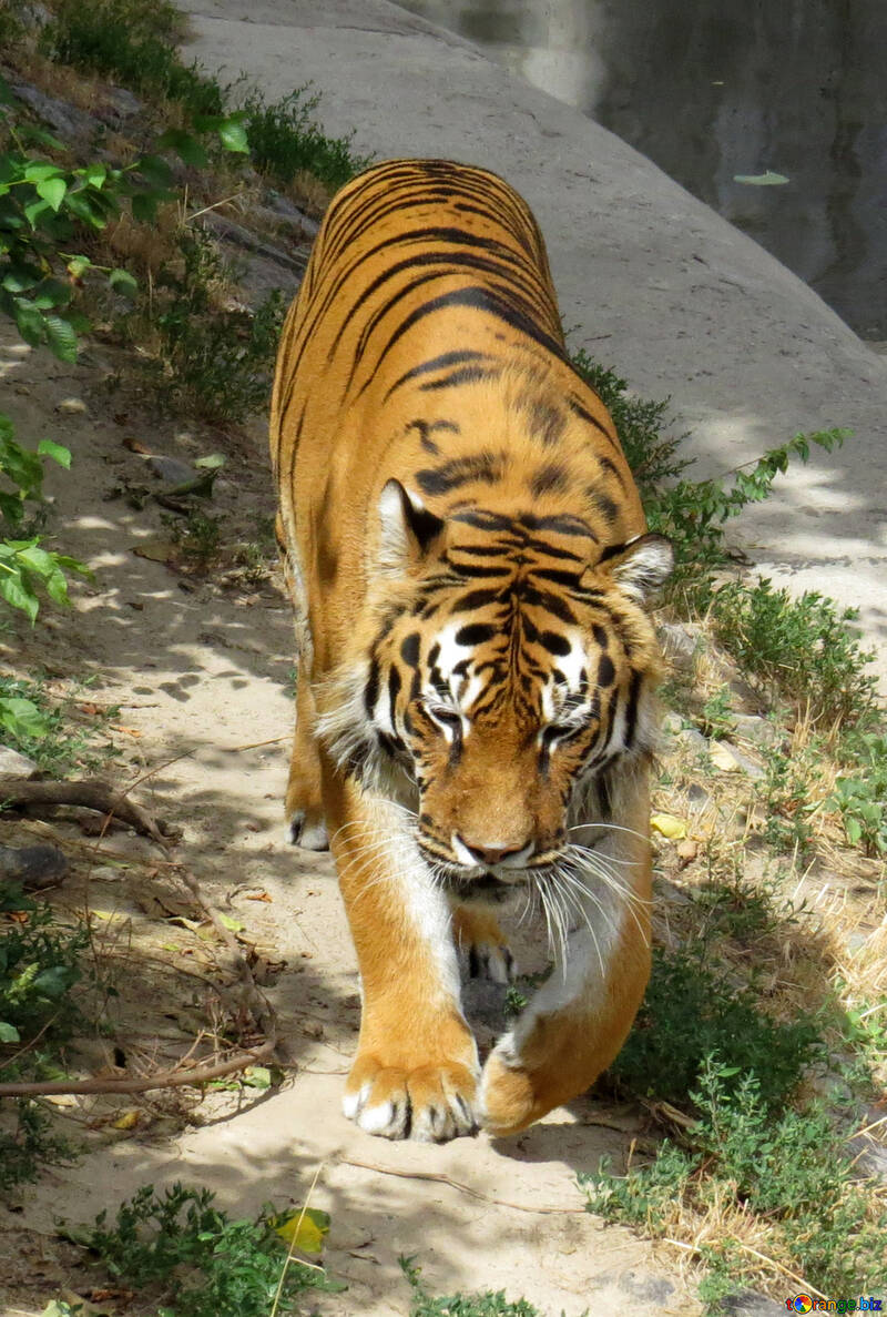 Tiger dans le parc №45003