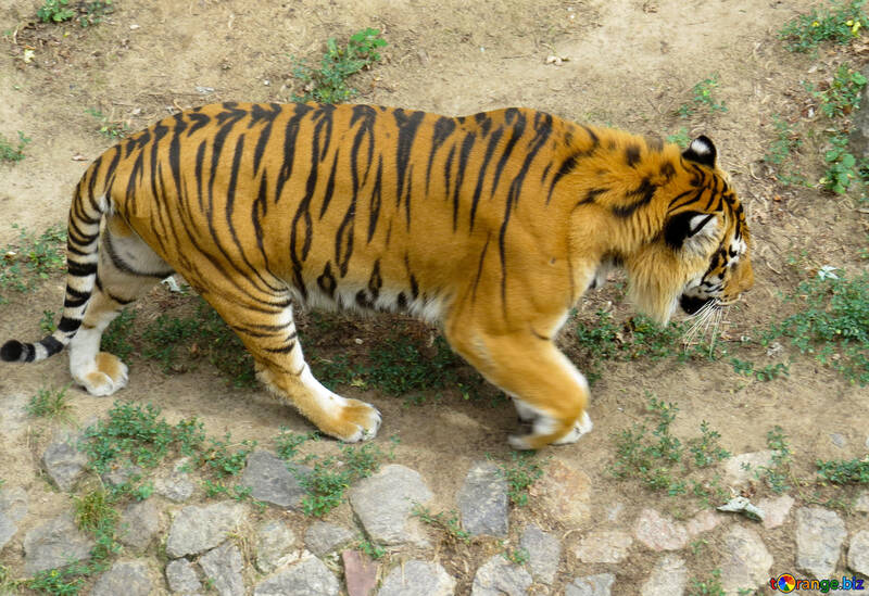 Тигр в парку №45038