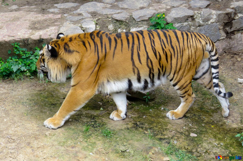 Tiger im Park №45039