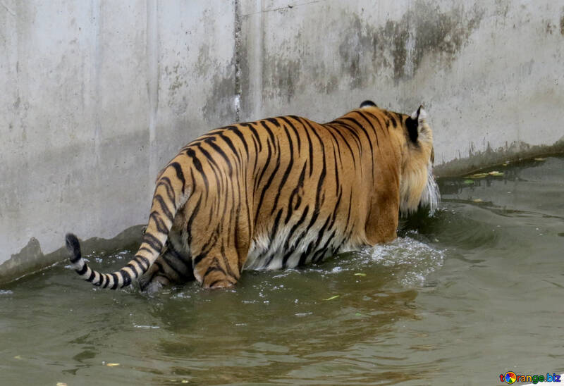 Тигр в басейні №45029