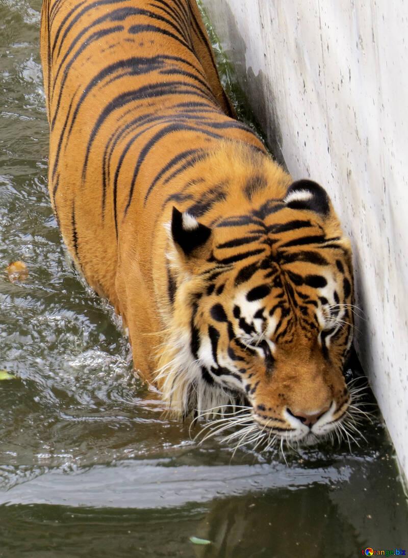 Tiger in pool №45033