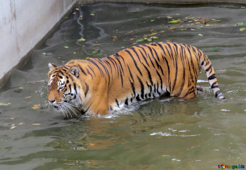 Tigre descansando en el agua №45026