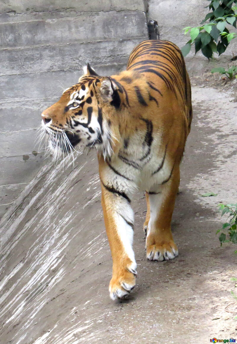 Tiger roars №45008