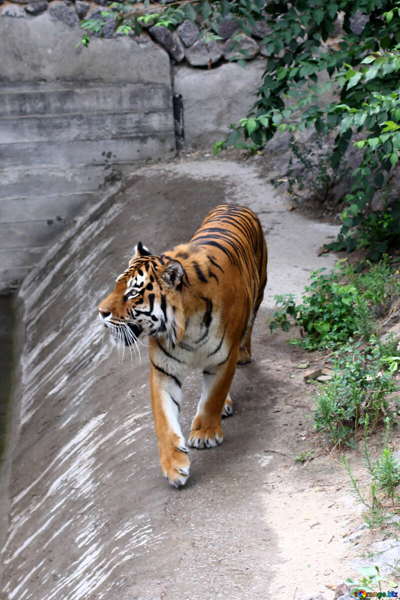 Tiger roars №45623