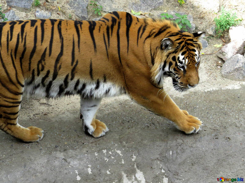 Тигр гуляє №45005