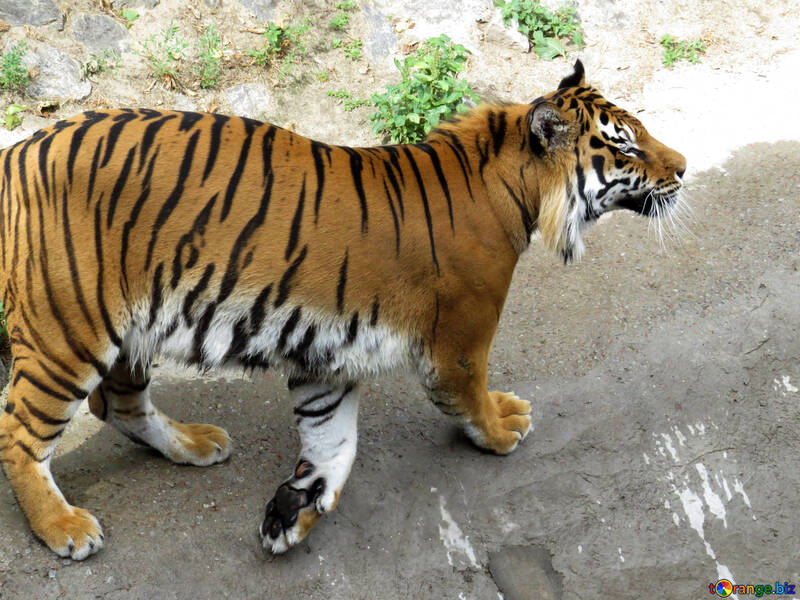 Tiger walks №45006