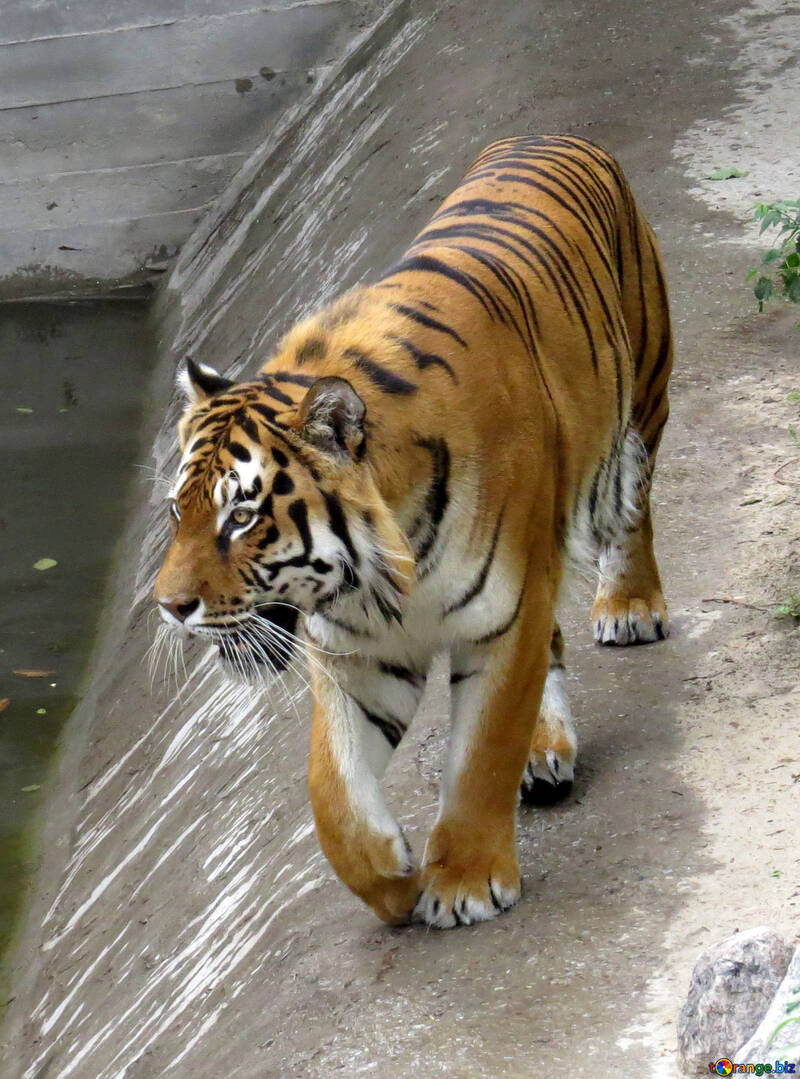 Tiger walks №45009