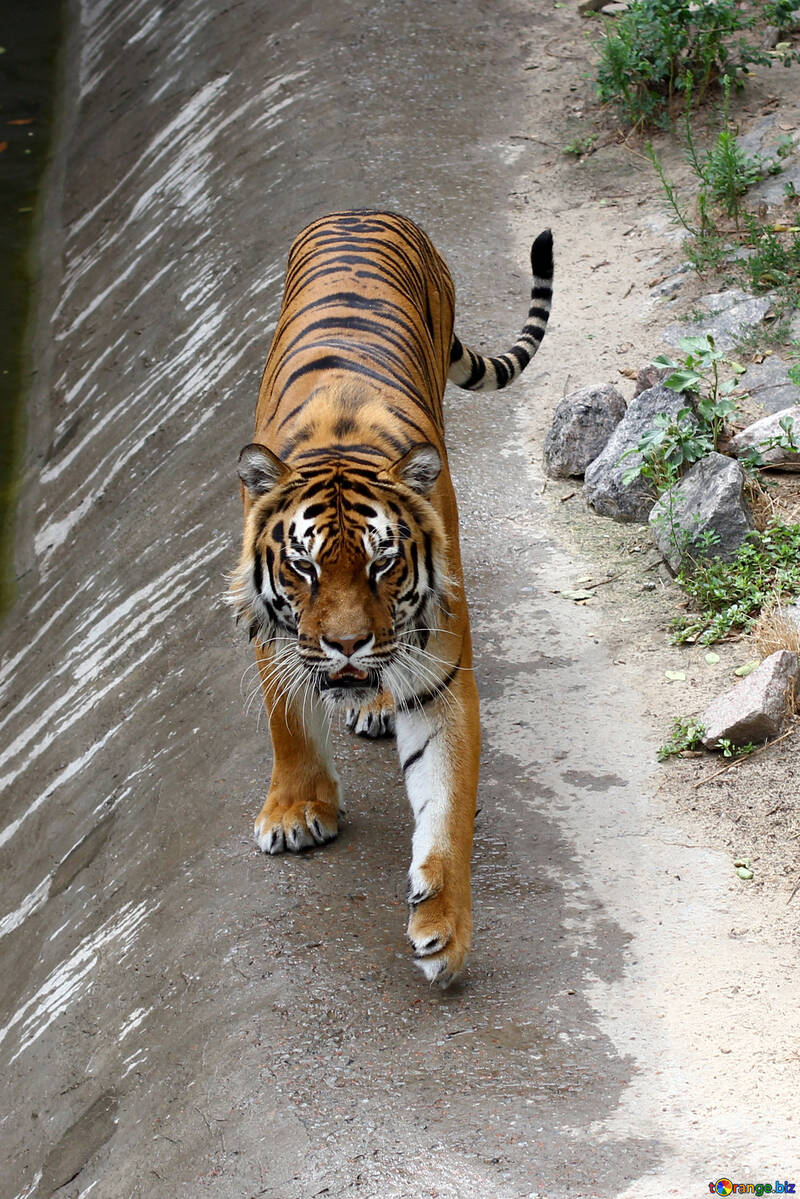 Tiger walks №45624