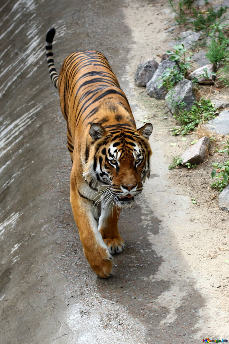 Tiger walks №45625