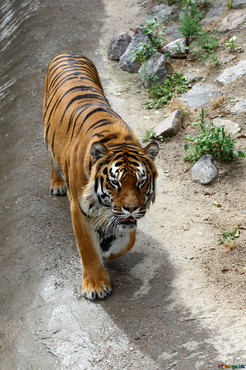 Tiger walks №45626