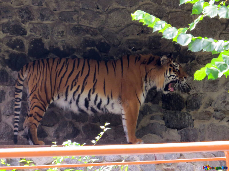 Tiger yawns №45163