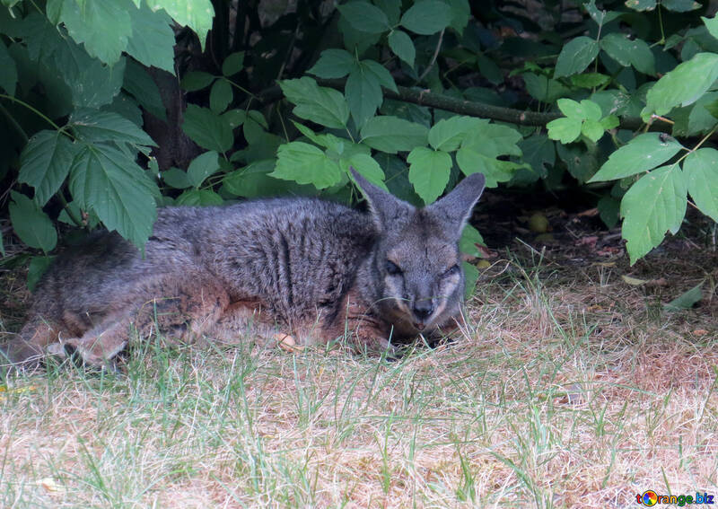 Kangaroo on the grass №45111