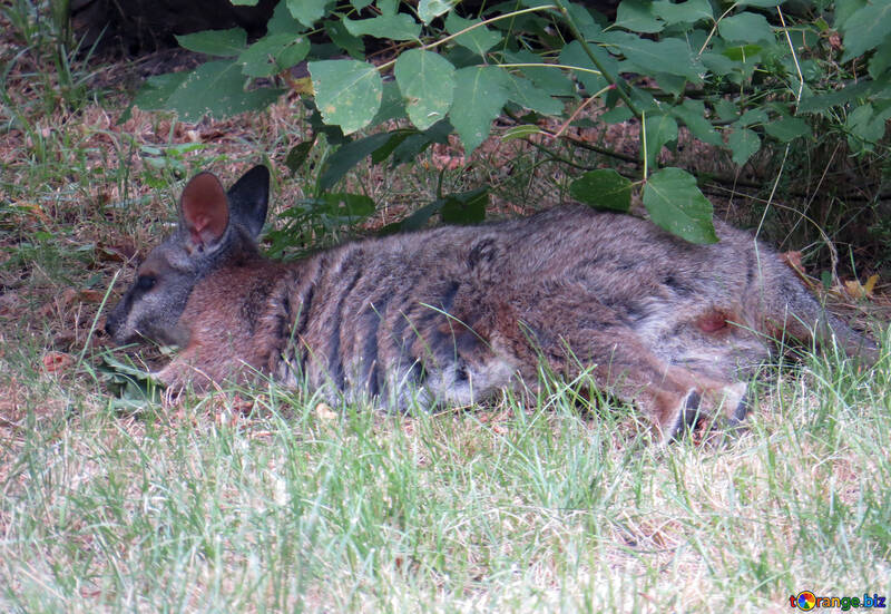 Kangaroo on the grass №45112