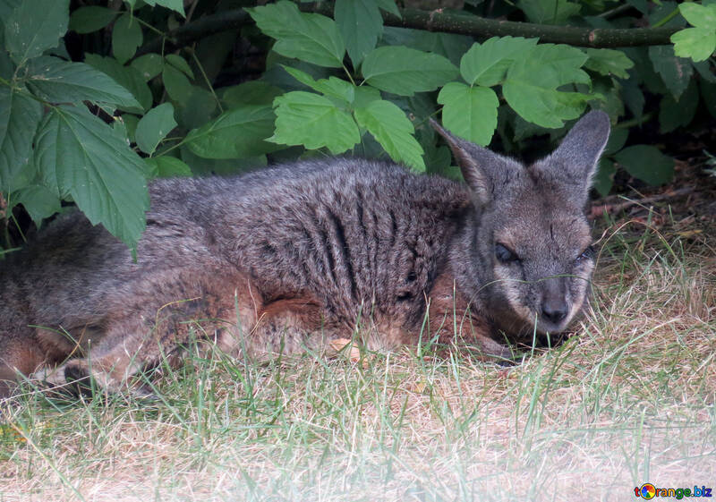 Kangaroo sur l`herbe №45113