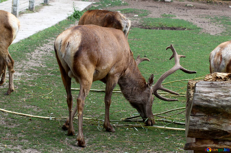 Deer №45919