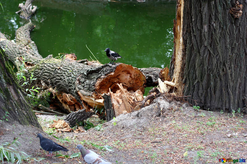 Crow on fallen tree №45945