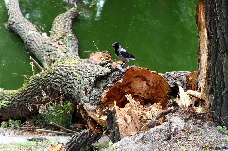 Crow on fallen tree №45946