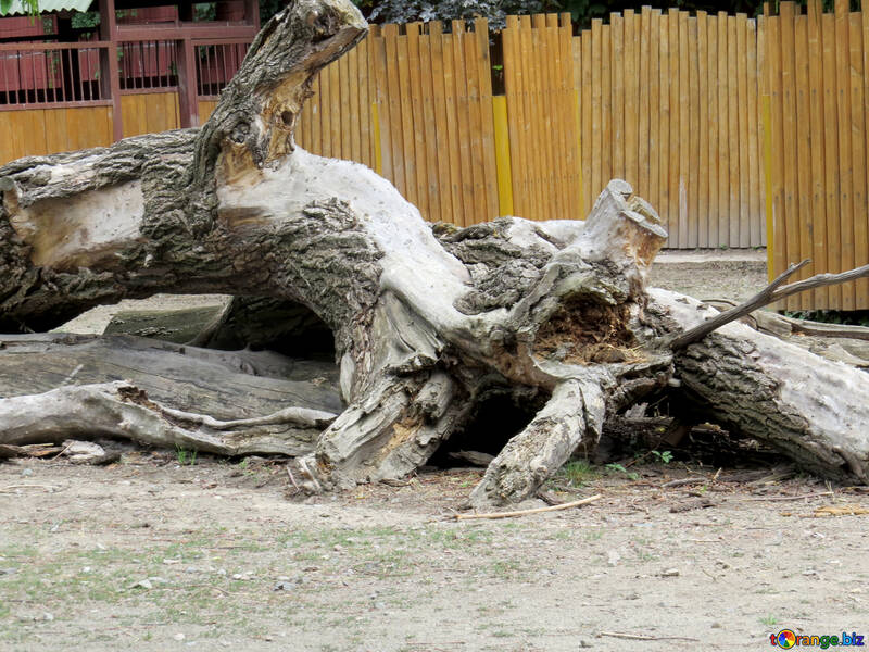 An old fallen tree №45303
