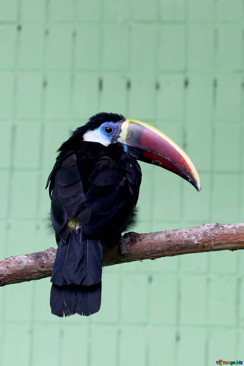 Bird toucan №45981