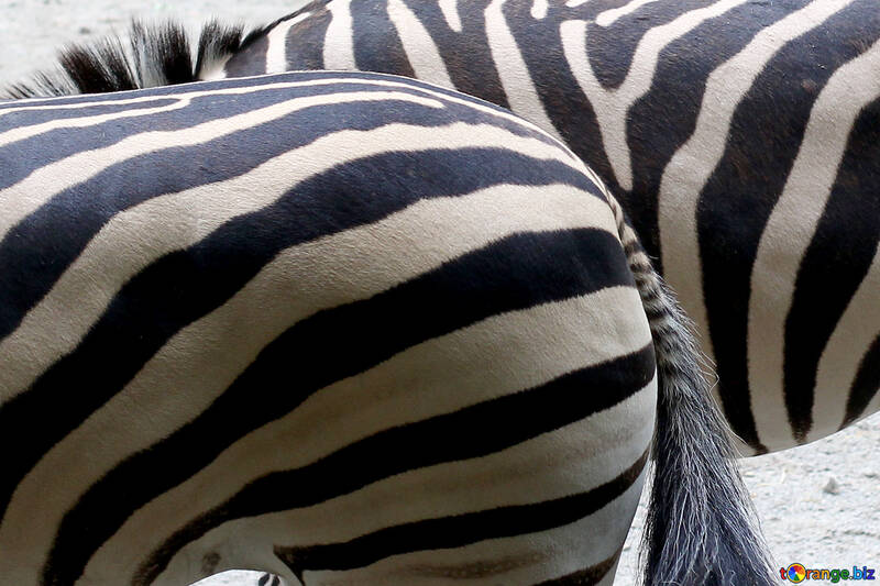 Ass Zebra №45853