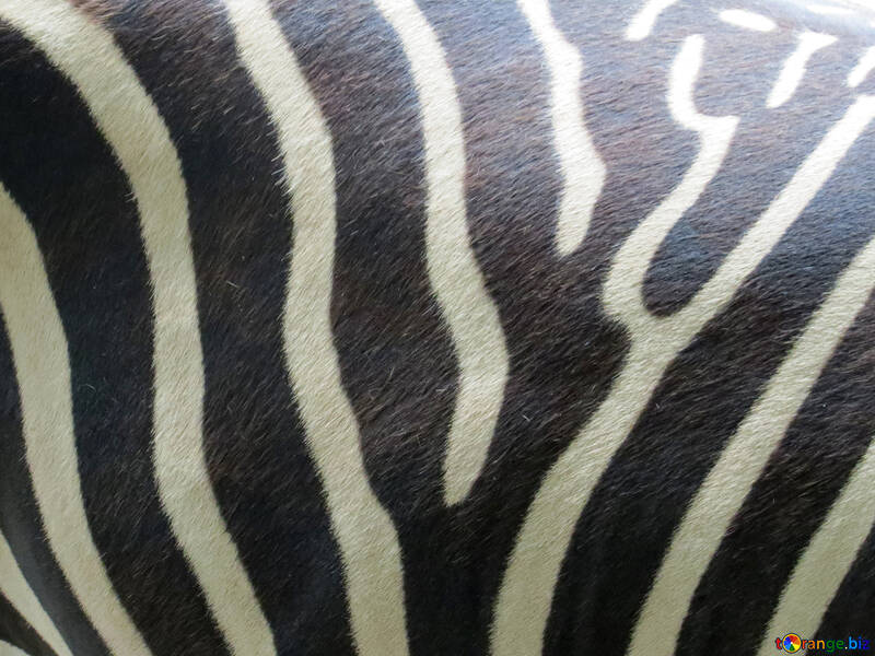 Textur-Muster Zebra №45108