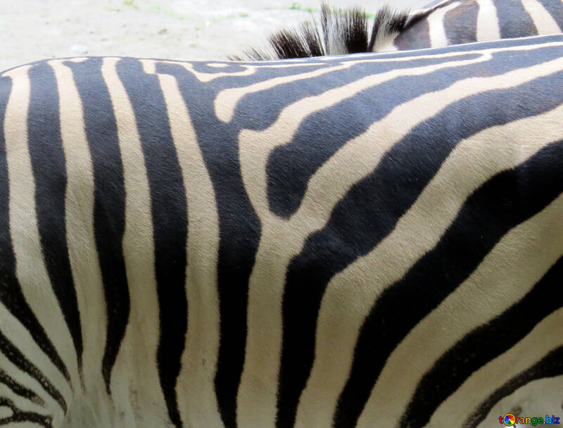 La texture della pelle di una zebra №45090